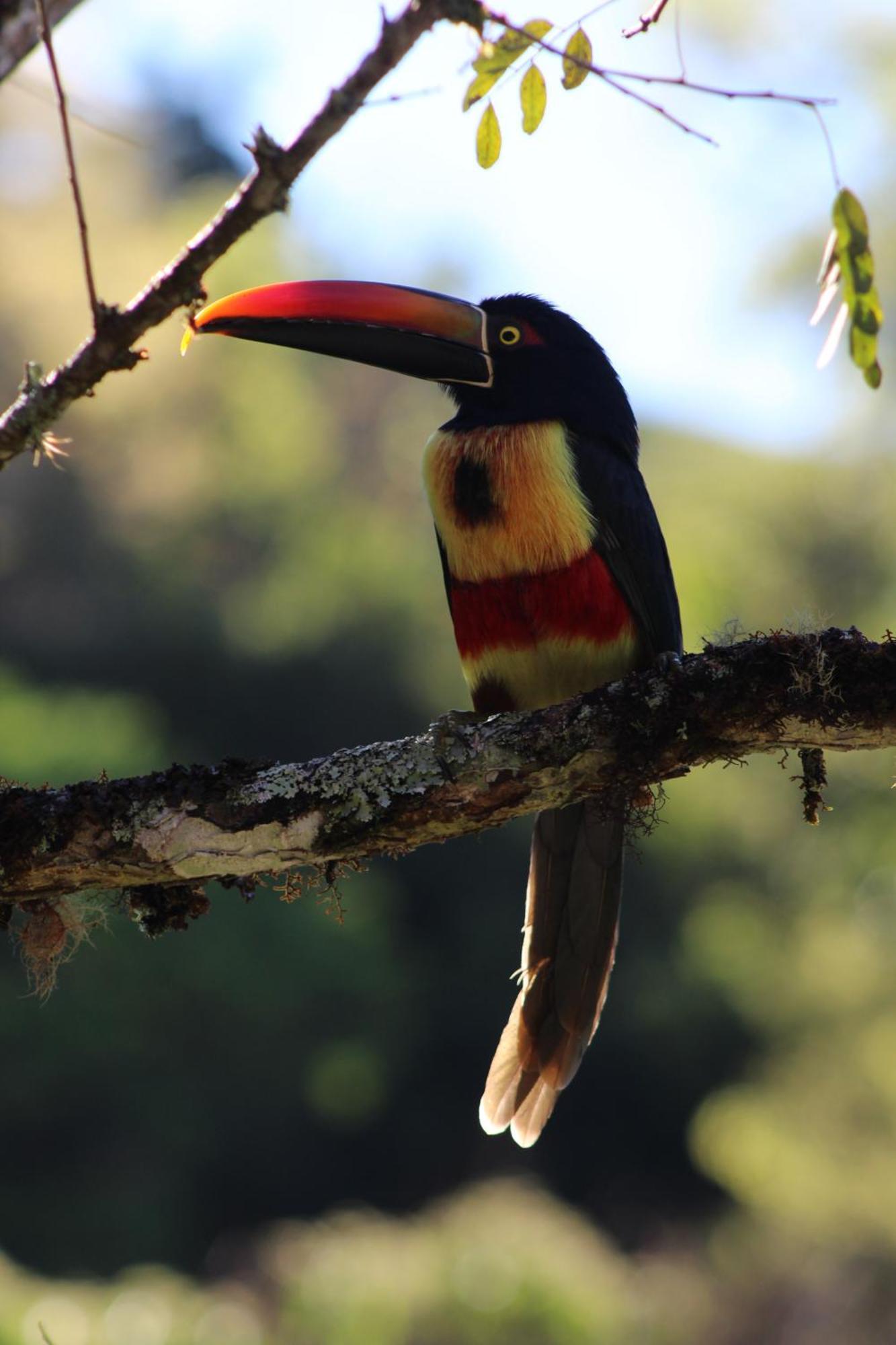 Talamanca Nature Reserve Rivas المظهر الخارجي الصورة