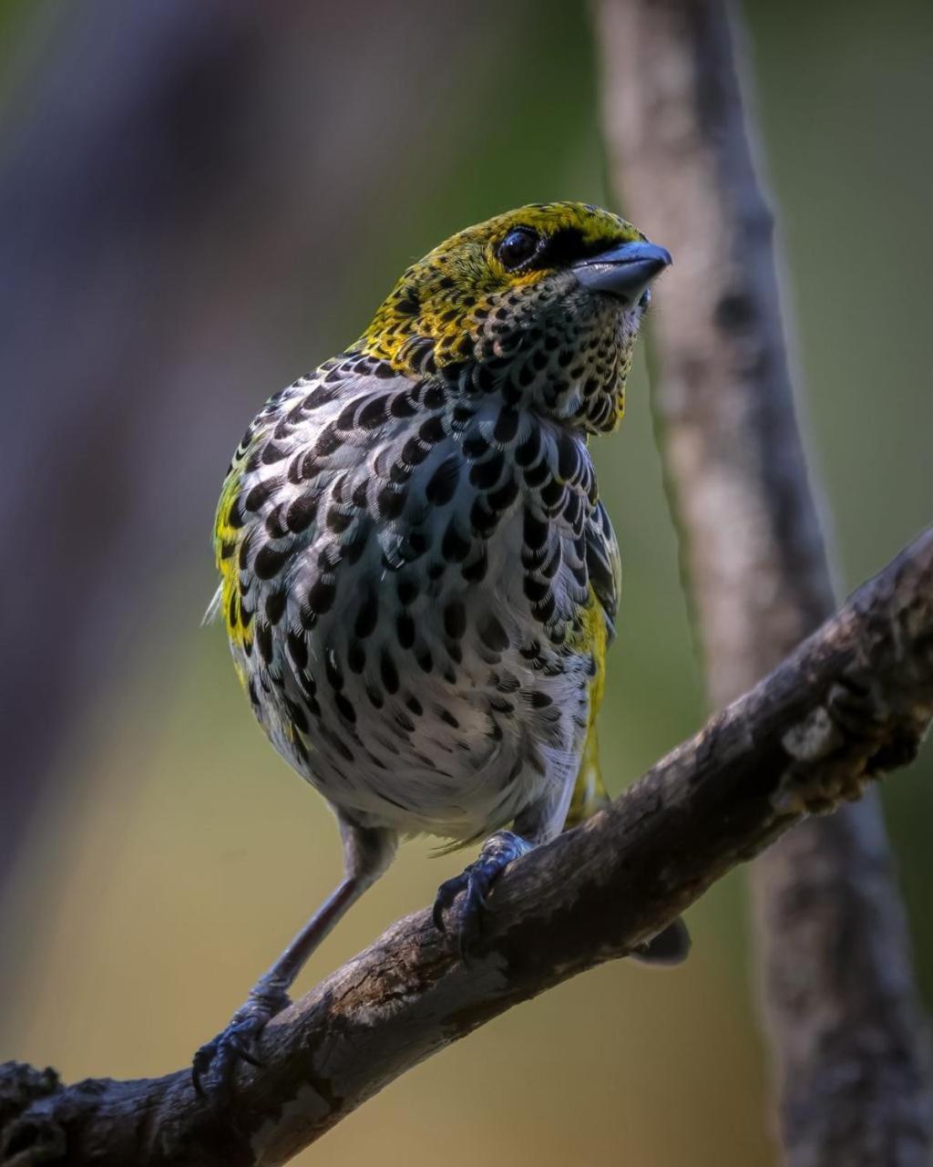 Talamanca Nature Reserve Rivas المظهر الخارجي الصورة